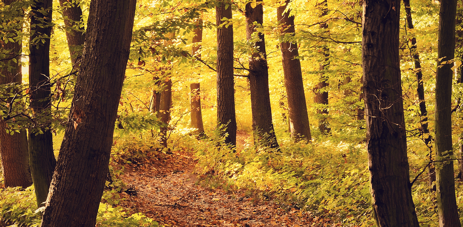 imagem de um bosque verde com um caminho