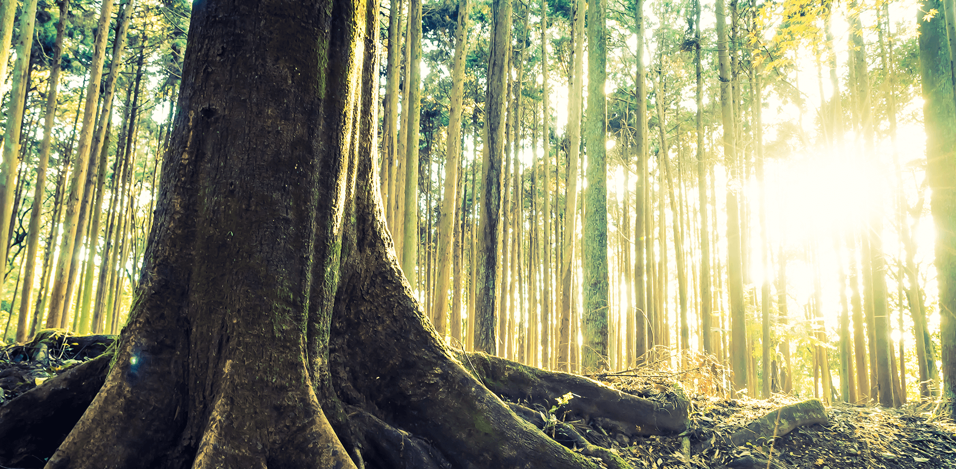 Imagem de uma floresta